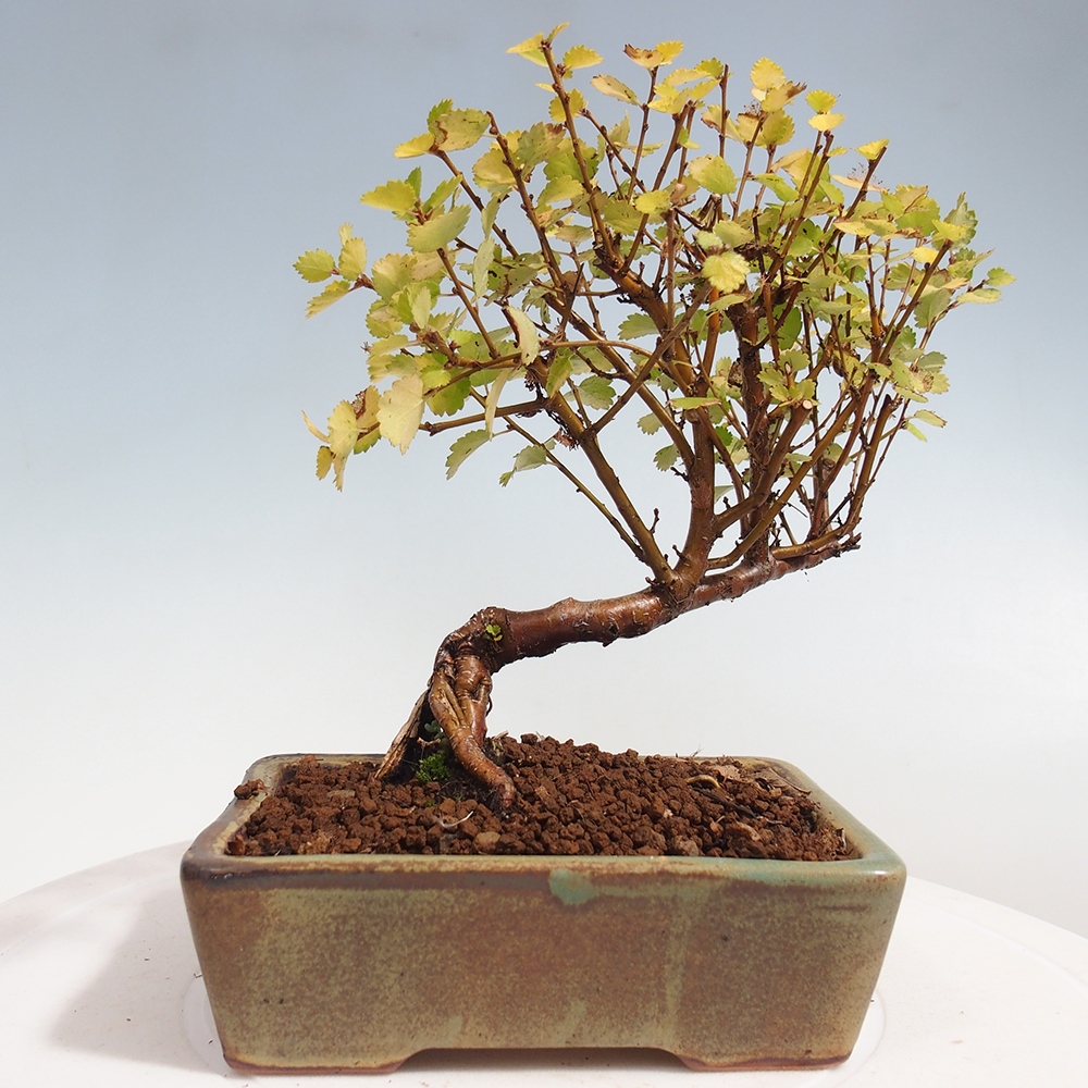 Bonsai voor buiten - Dwergberk - Betula NANA Treasure