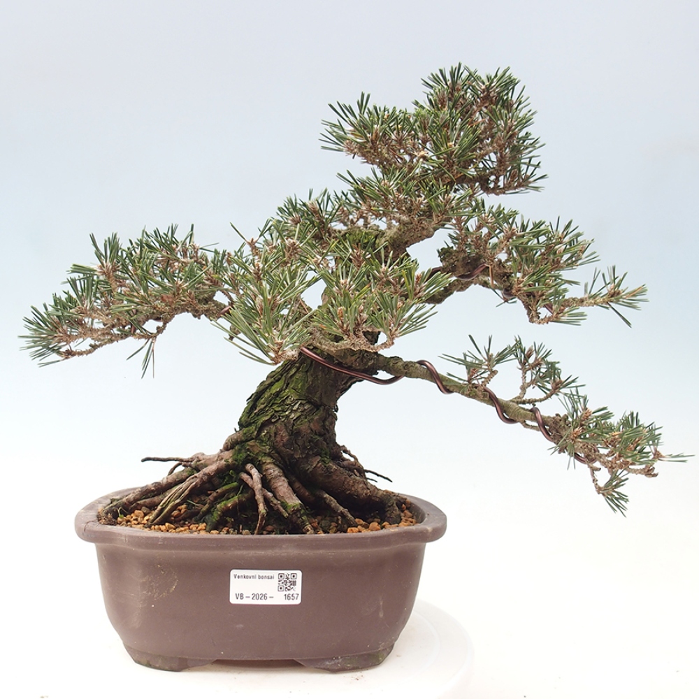 Bonsai voor buiten - Pinus thunbergii Kotobuki - Thunberg den