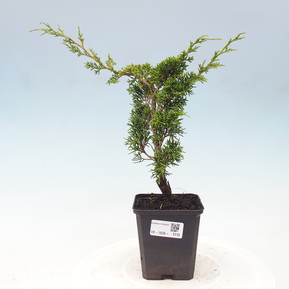 Bonsai voor buiten - Juniperus chinensis Itoigawa
