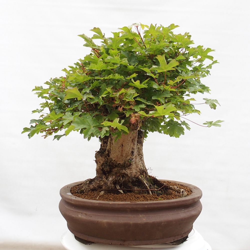 Bonsai voor buiten - Acer Campestre - Esdoorn babyka