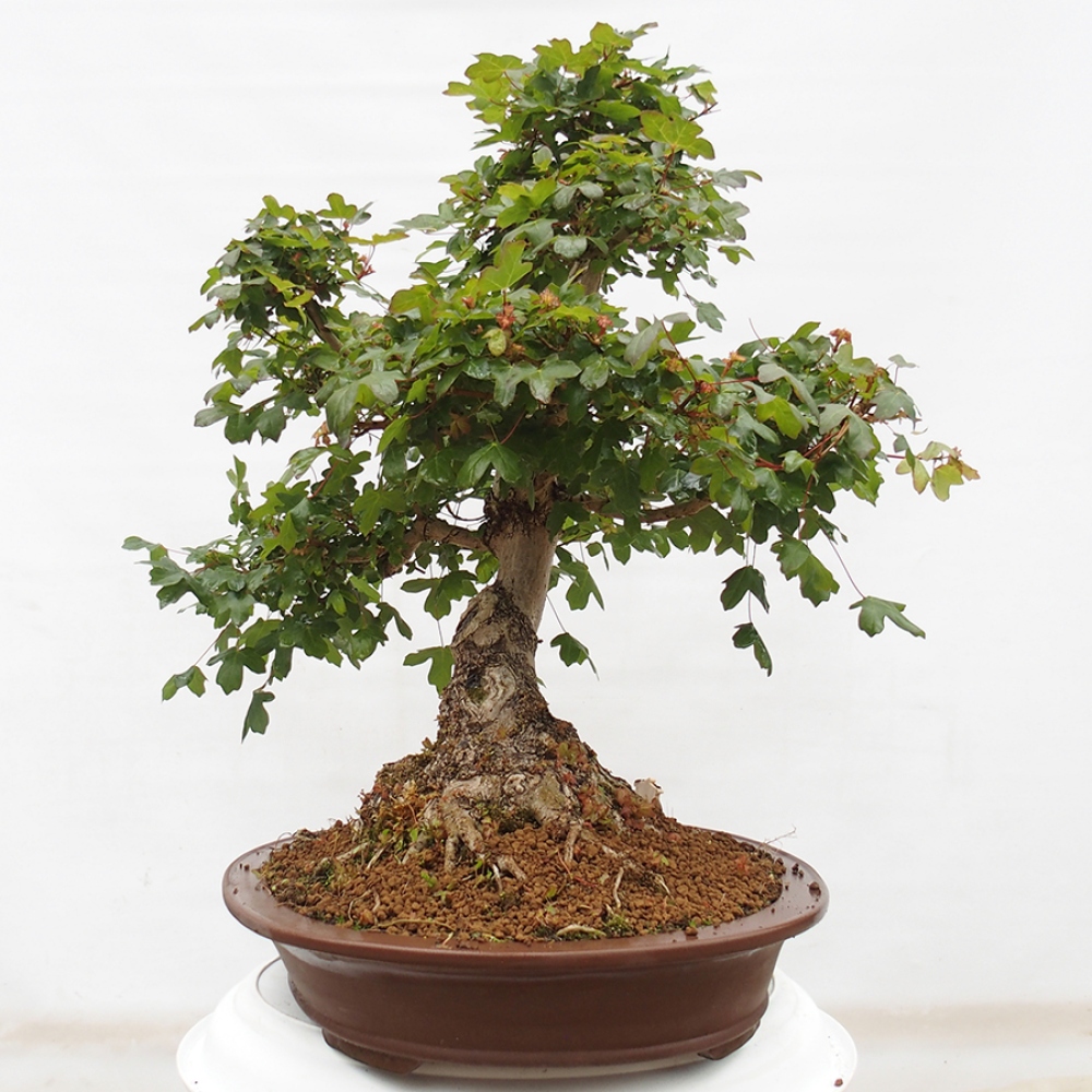 Bonsai voor buiten - Franse esdoorn - Acer Nonspessulanum