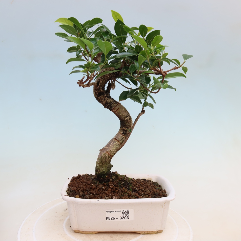 Kamerbonsai - Ficus kimmen - kleinbladige ficus