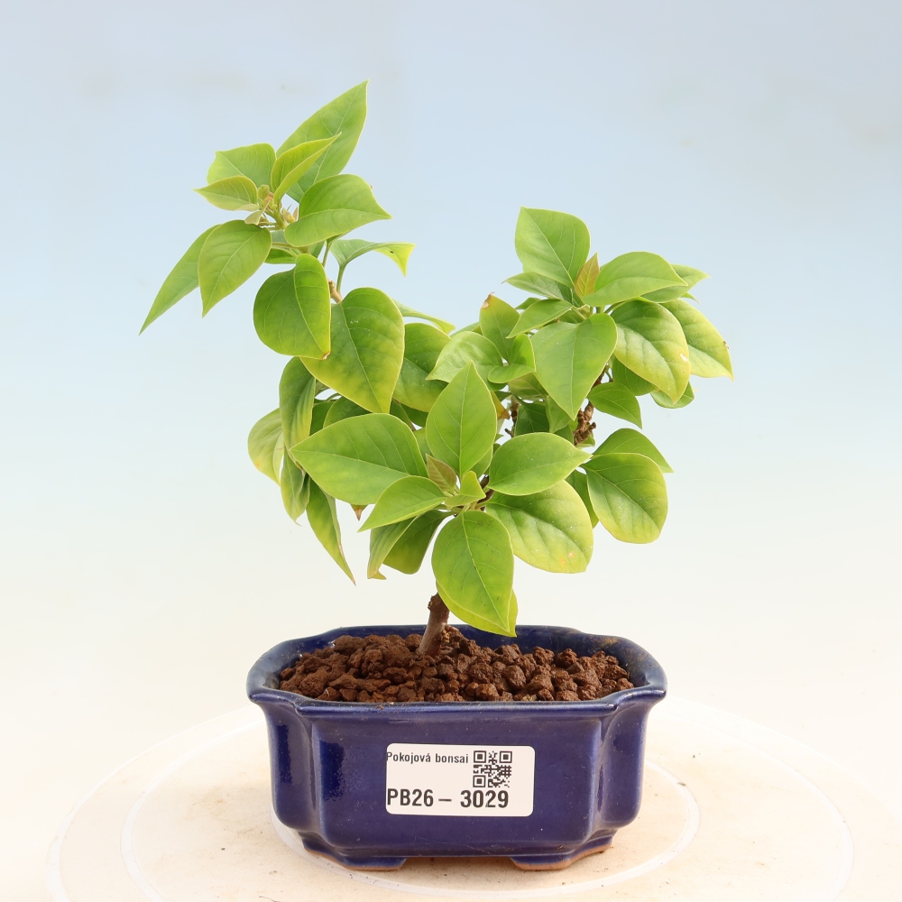 Kamerbonsai - Bouganwilea