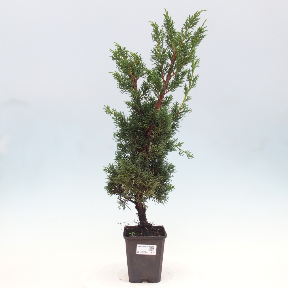 Bonsai voor buiten - Juniperus chinensis Kishu