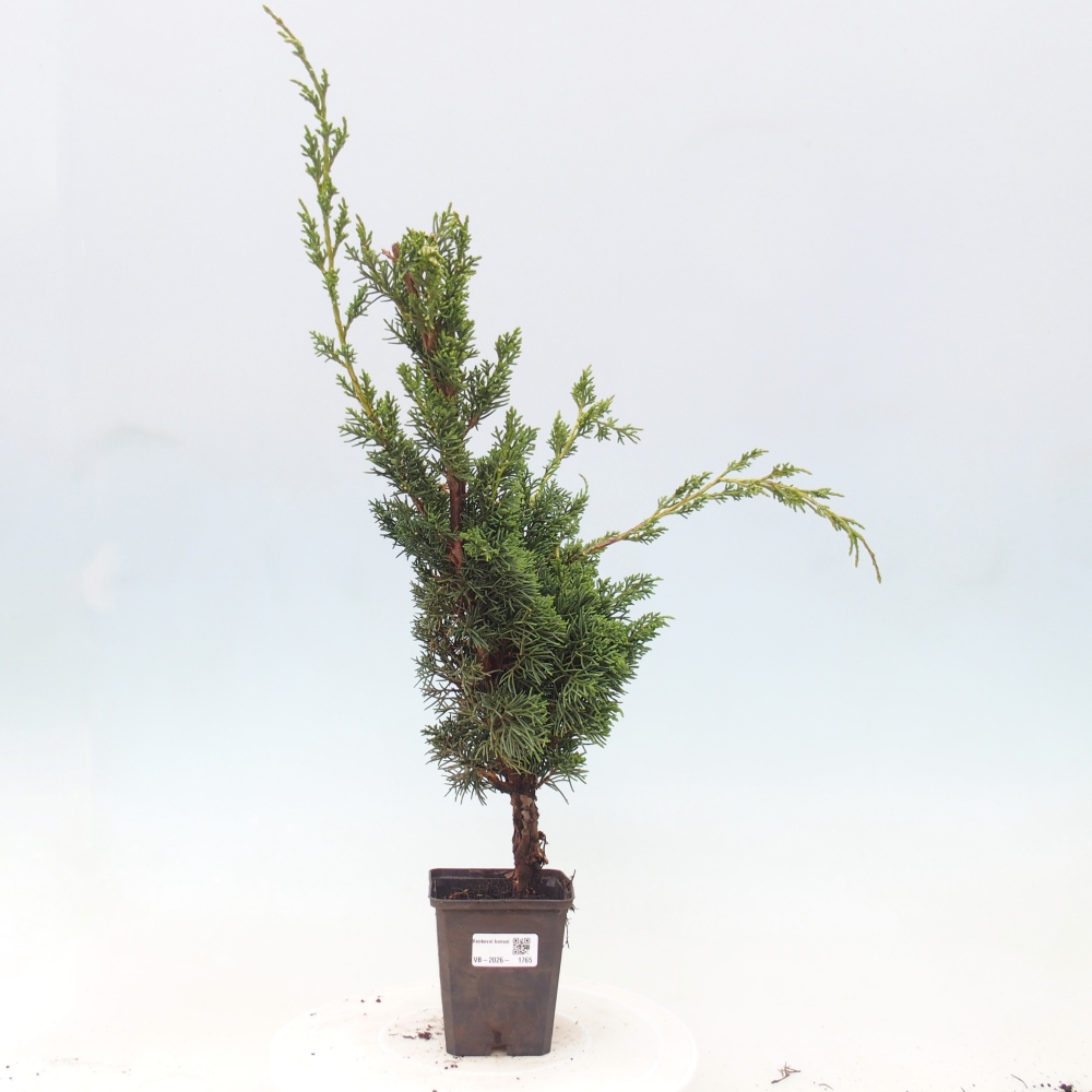 Bonsai voor buiten - Juniperus chinensis Kishu