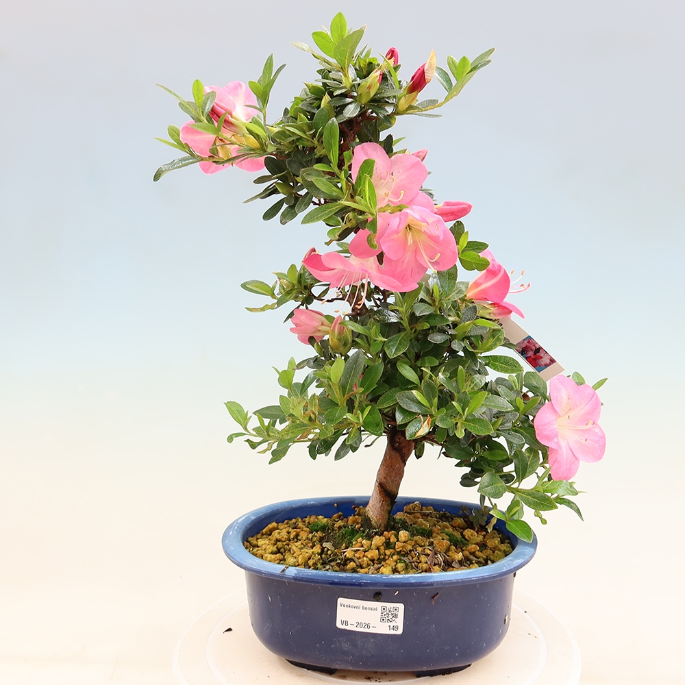 Bonsai voor buiten - Japanse Azalea - Azalea Santoka