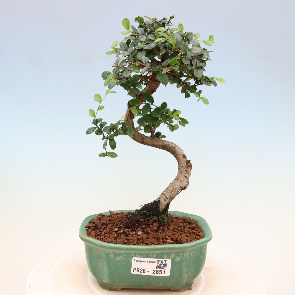 Kamerbonsai - Ulmus parvifolia - Winteriep
