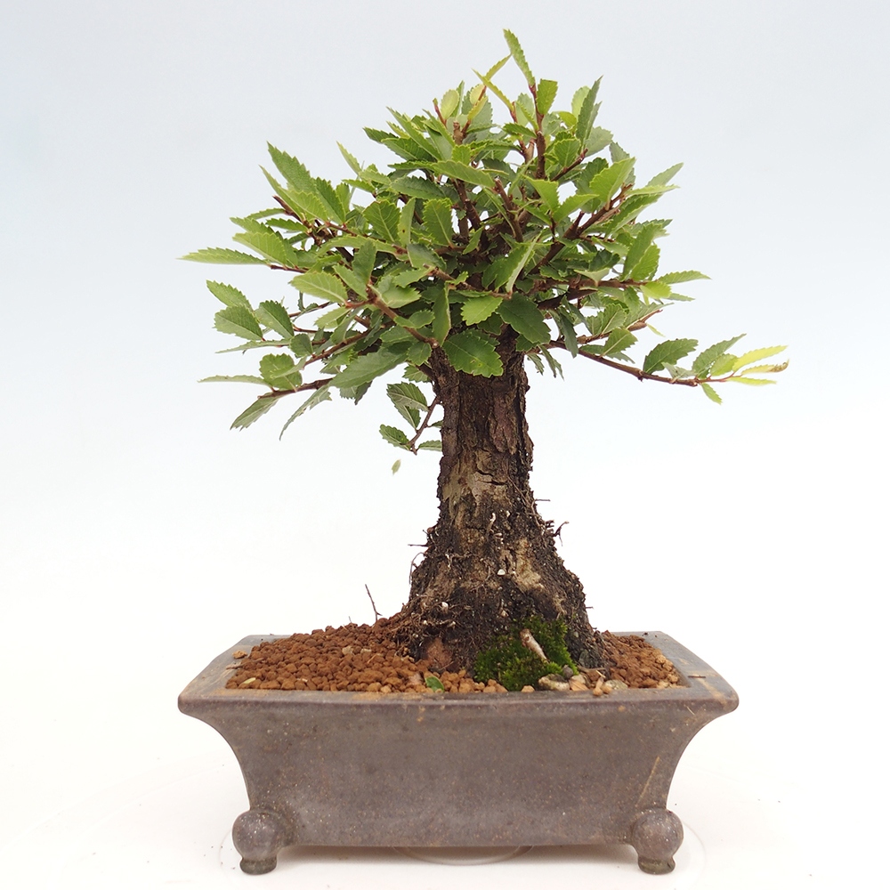 Bonsai voor buiten - Zelkova - Zelkova NIRE