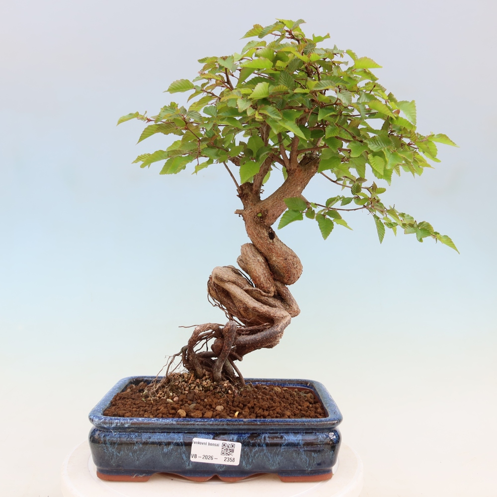 Bonsai voor buiten -Carpinus Coreana - Koreaanse haagbeuk