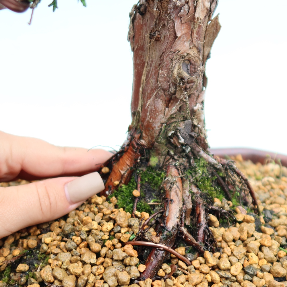 Bonsai voor buiten - Juniperus chinensis Kishu
