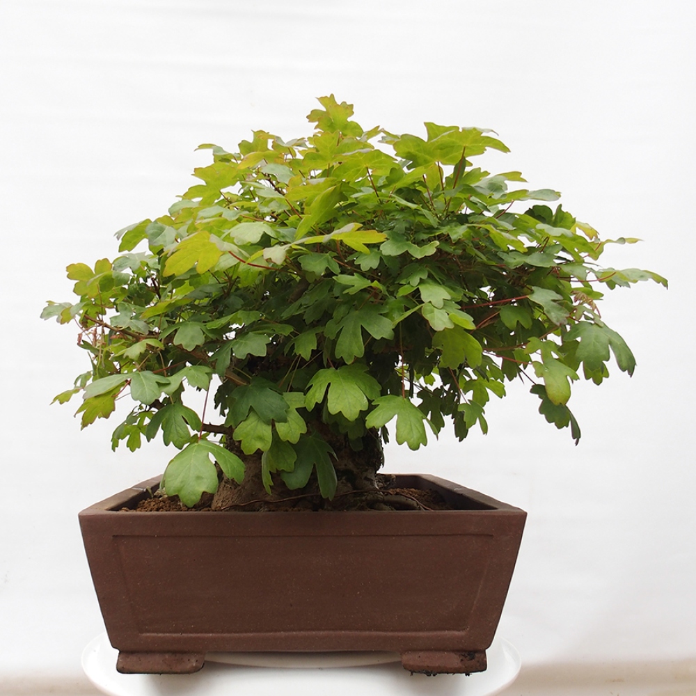 Bonsai voor buiten -Javor babyka - Acer campestre