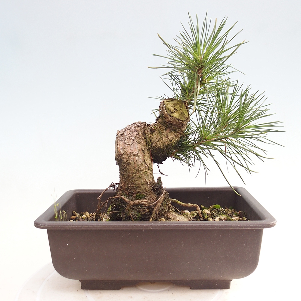 Bonsai voor buiten - Pinus thunbergii - Thunberg den