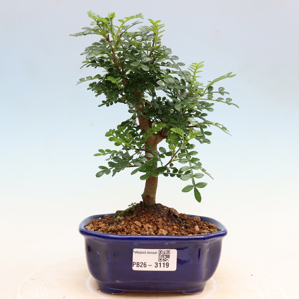 Kamerbonsai - Zantoxylum piperitum - peperboom