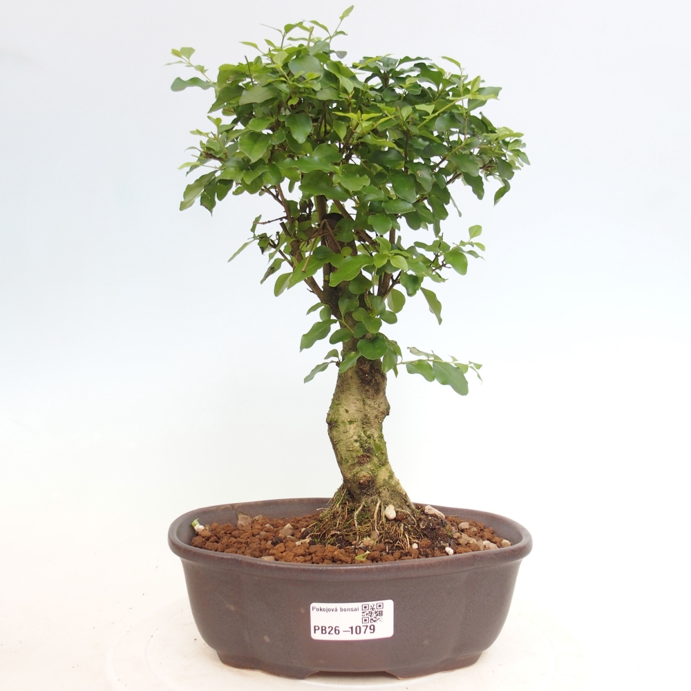 Kamerbonsai -Ligustrum chinensis - Vogelsnavel