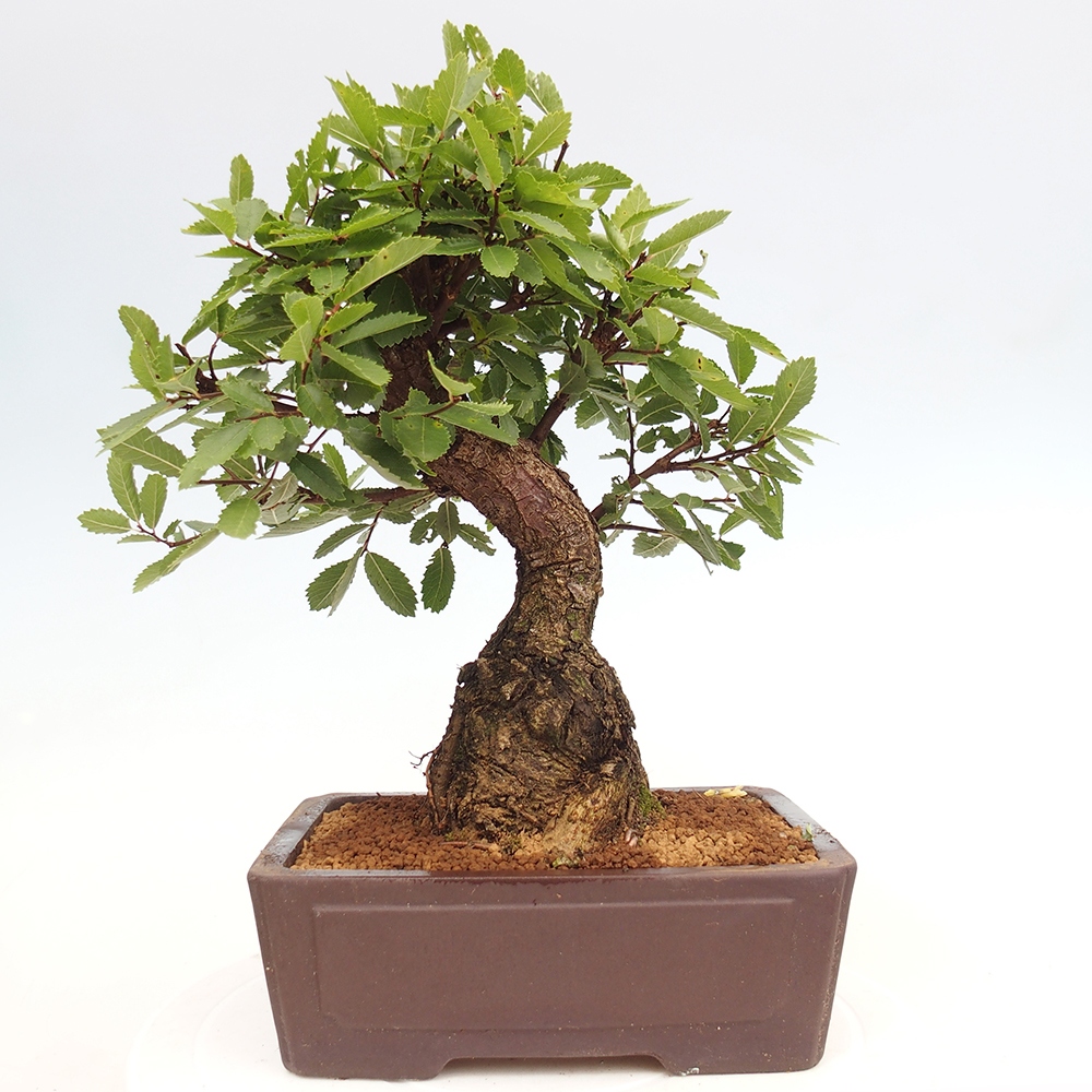 Bonsai voor buiten - Zelkova - Zelkova NIRE
