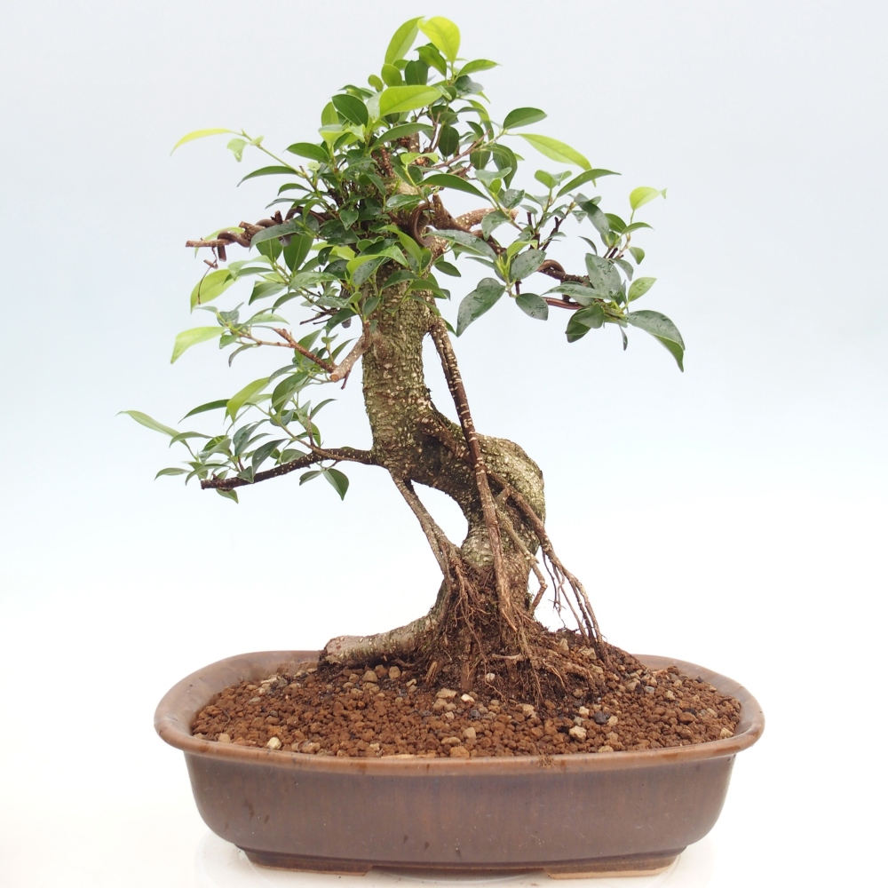 Kamerbonsai - Ficus kimmen - kleinbladige ficus