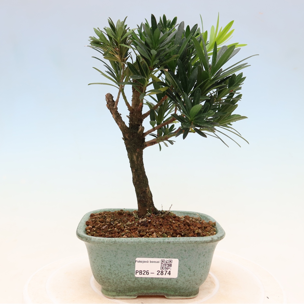 Kamerbonsai - Podocarpus - Taxus
