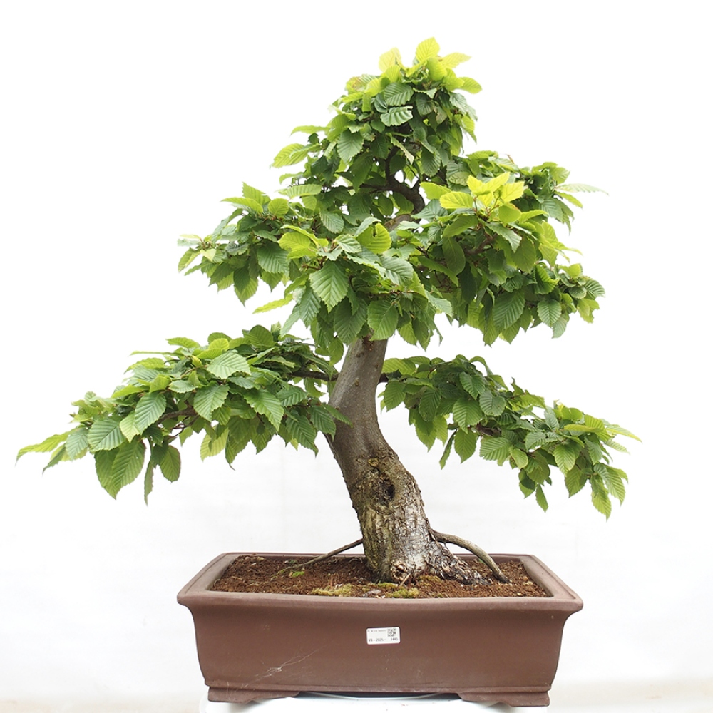Bonsai voor buiten - Haagbeuk - Carpinus betulus
