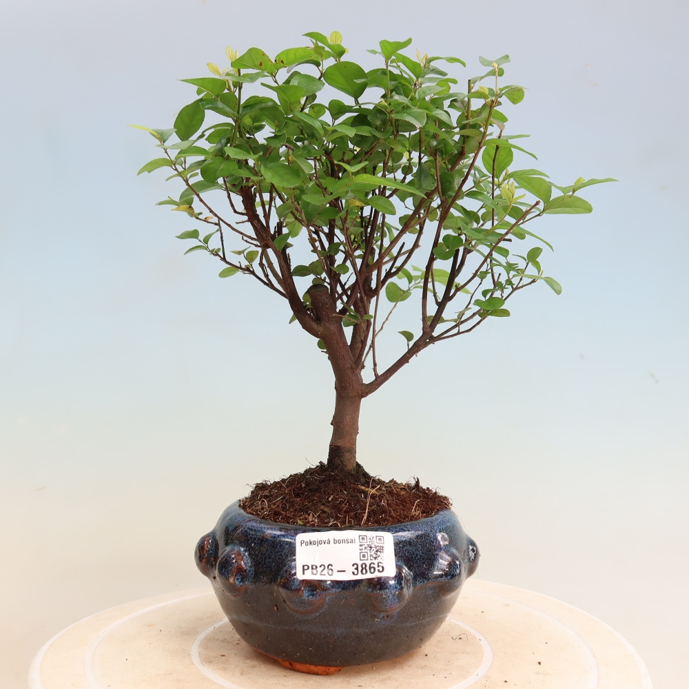 Kamerbonsai - Sageretia thea - Sageretia thea
