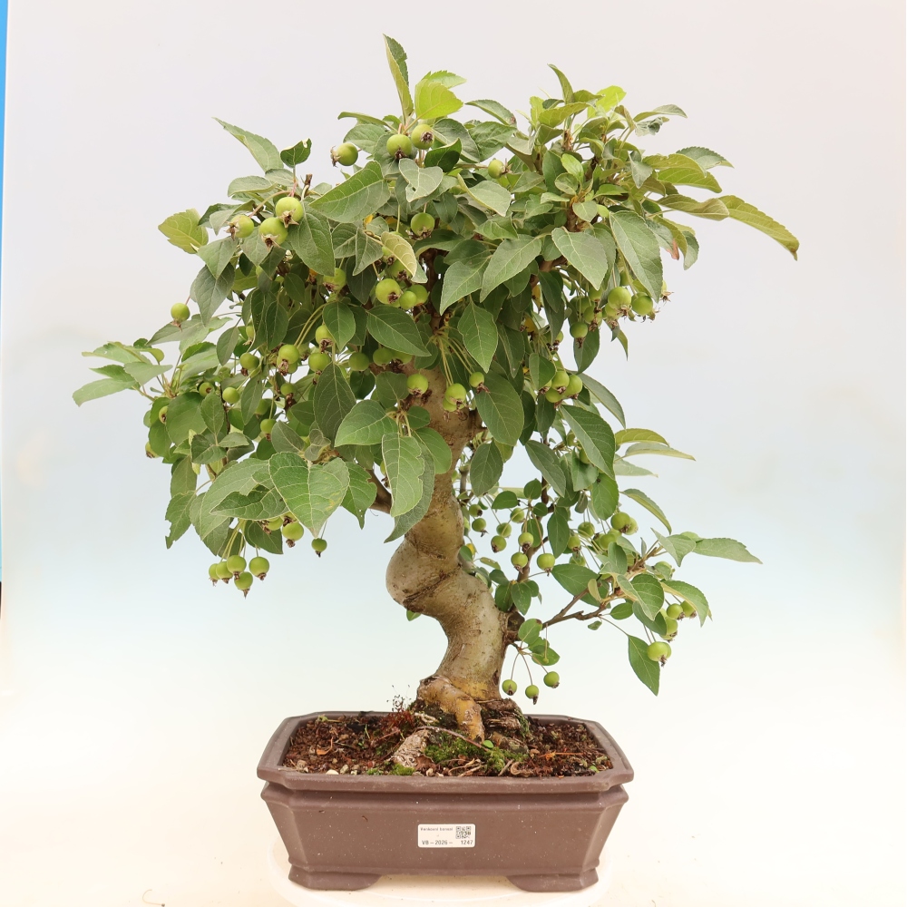 Bonsai voor buiten -Malus halliana - Appelboom met kleine vruchten