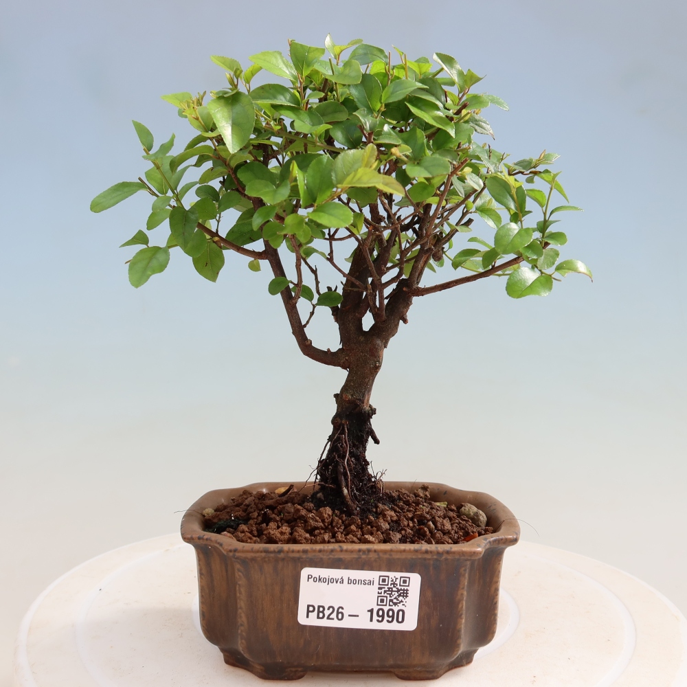 Kamerbonsai - Sageretia thea - Sageretia thea