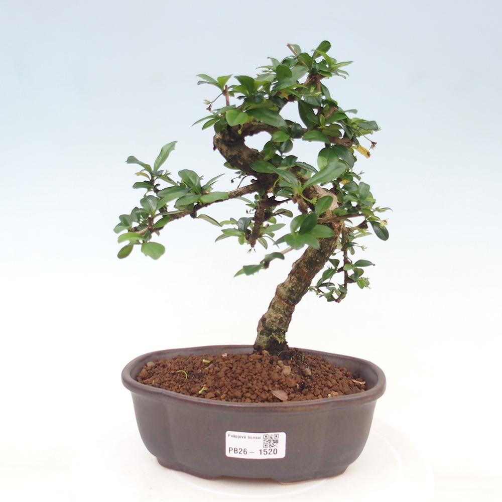 Kamerbonsai - Carmona macrophylla - Thee fuki