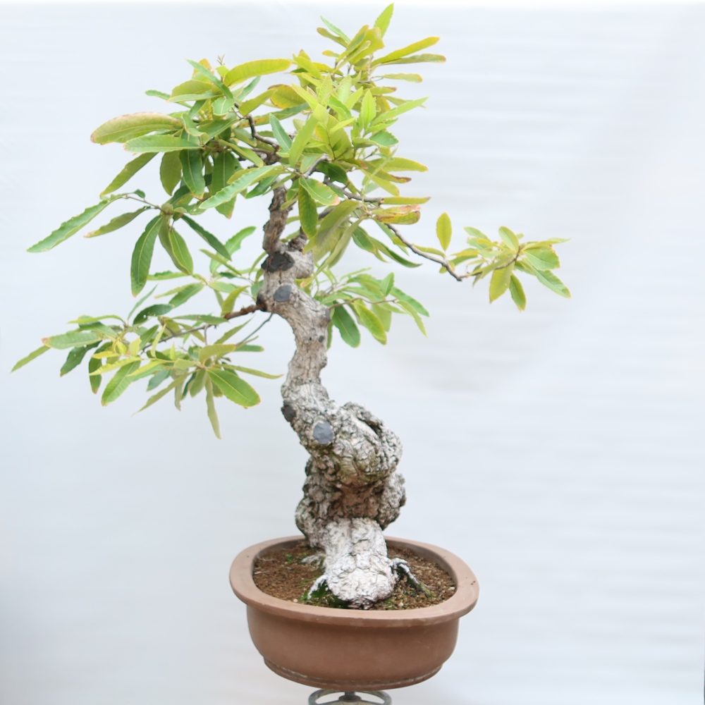 Buitenbonsai - Quercus castaneifolia  - Kastanjebladige eik