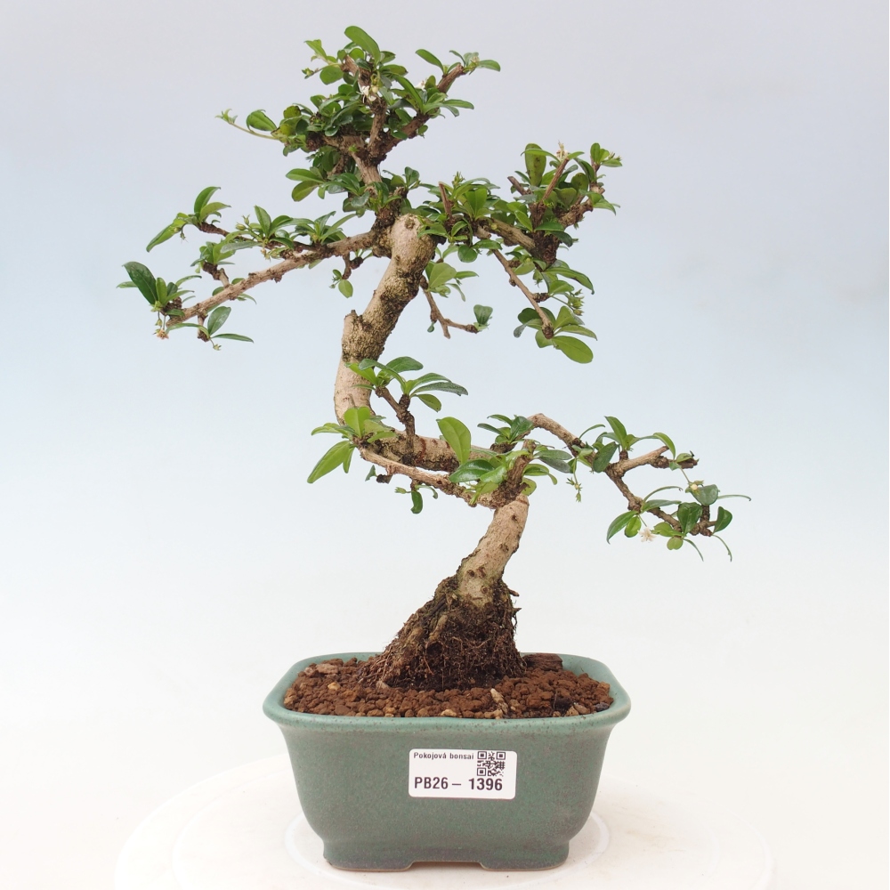 Kamerbonsai - Carmona macrophylla - Thee fuki