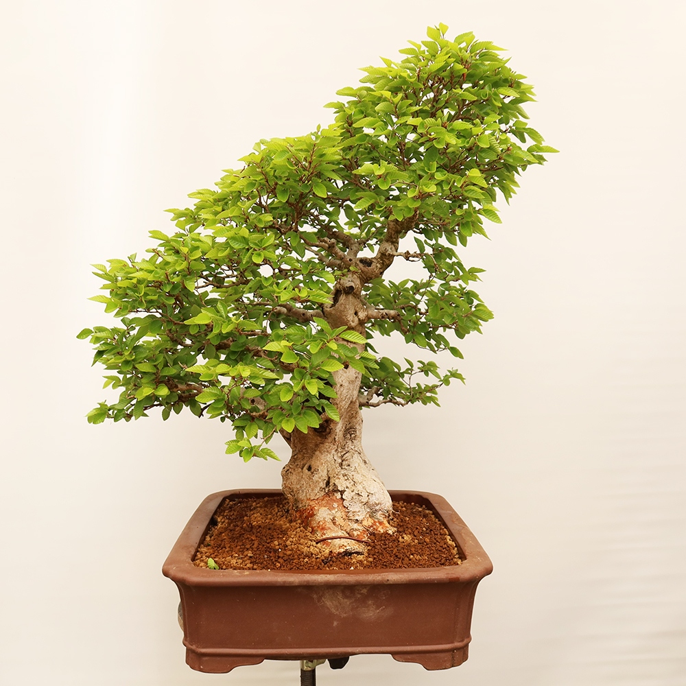 Bonsai voor buiten -Carpinus Coreana - Koreaanse haagbeuk