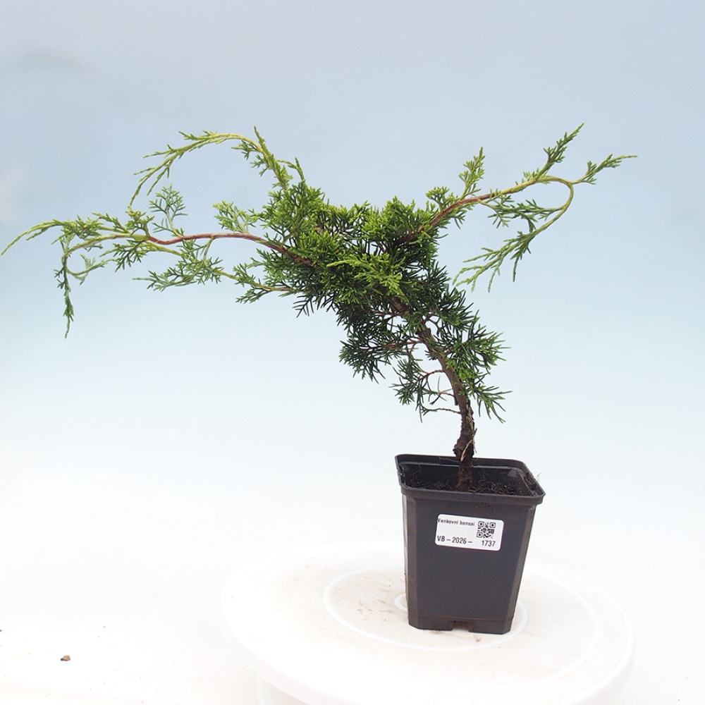 Bonsai voor buiten - Juniperus chinensis Itoigawa