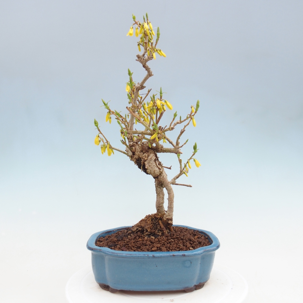 Bonsai voor buiten - Zlatice - Forsythia koreana