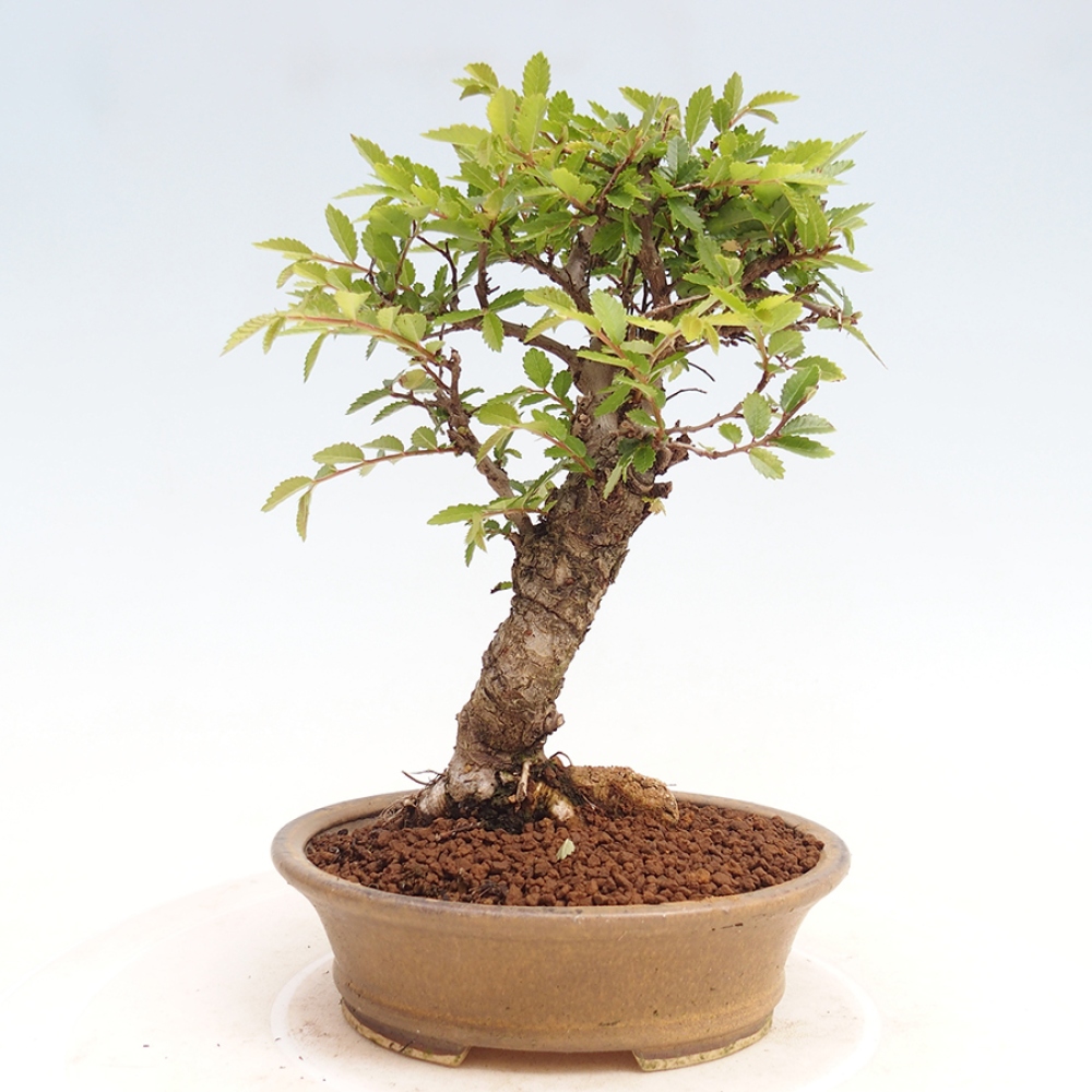 Bonsai voor buiten - Zelkova - Zelkova NIRE