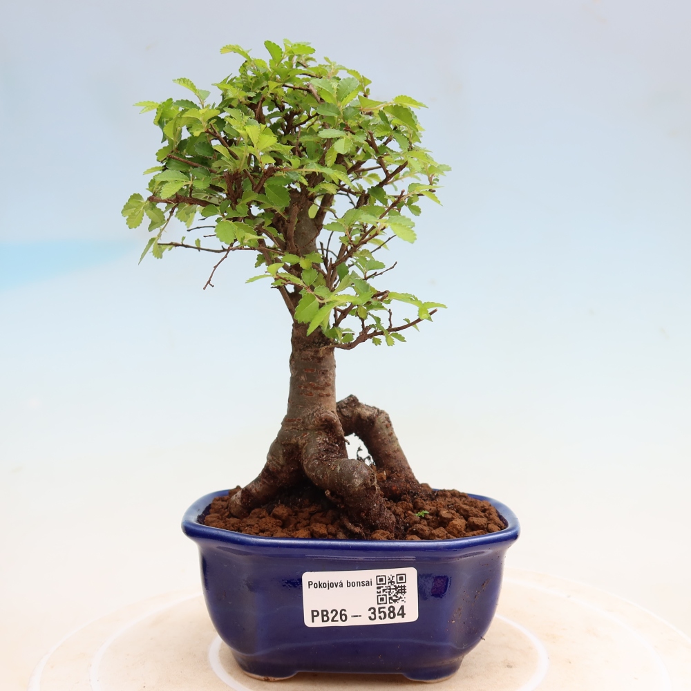 Kamerbonsai - Ulmus parvifolia - Winteriep