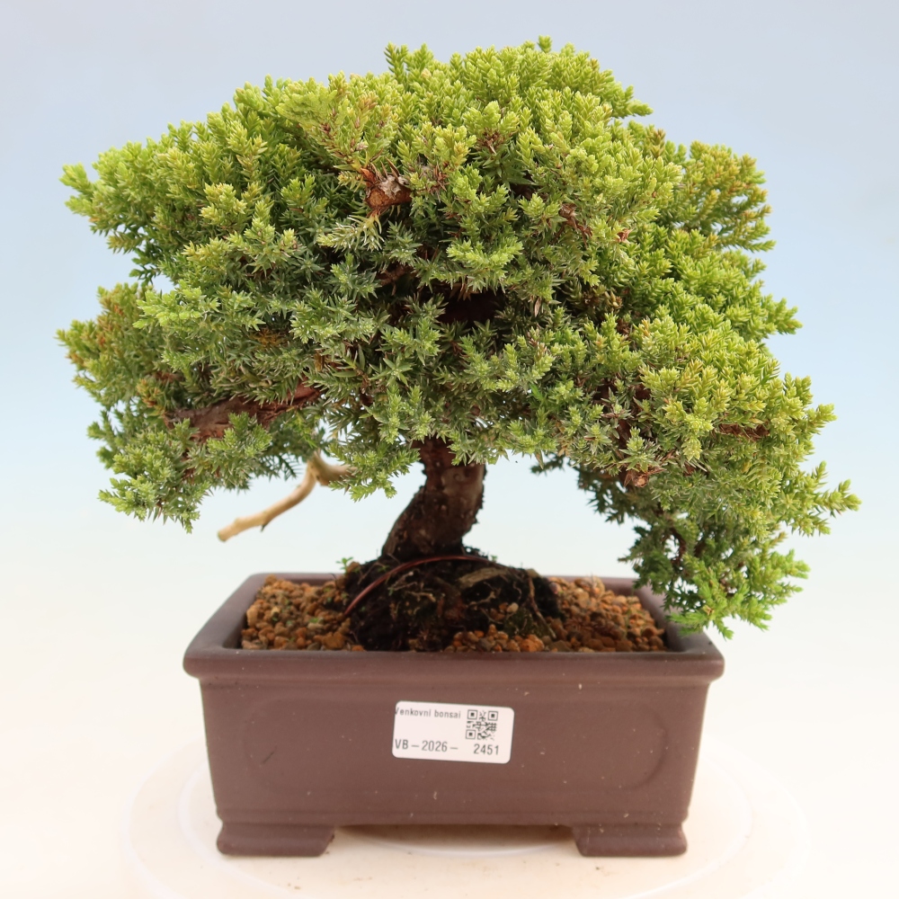 Bonsai voor buiten - Juniperus procumbens - Juniperus procumbens