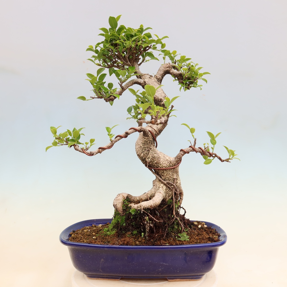Kamerbonsai - Ficus kimmen - kleinbladige ficus