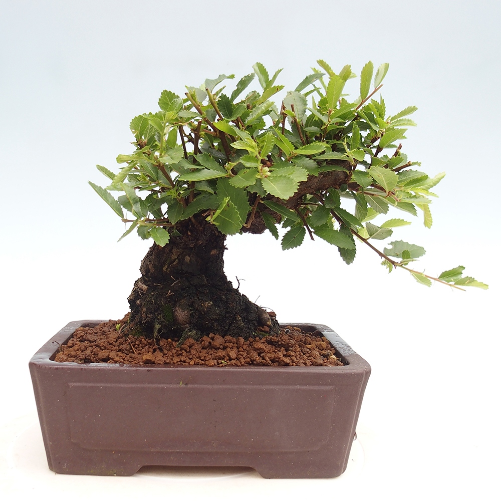 Bonsai voor buiten - Zelkova - Zelkova NIRE