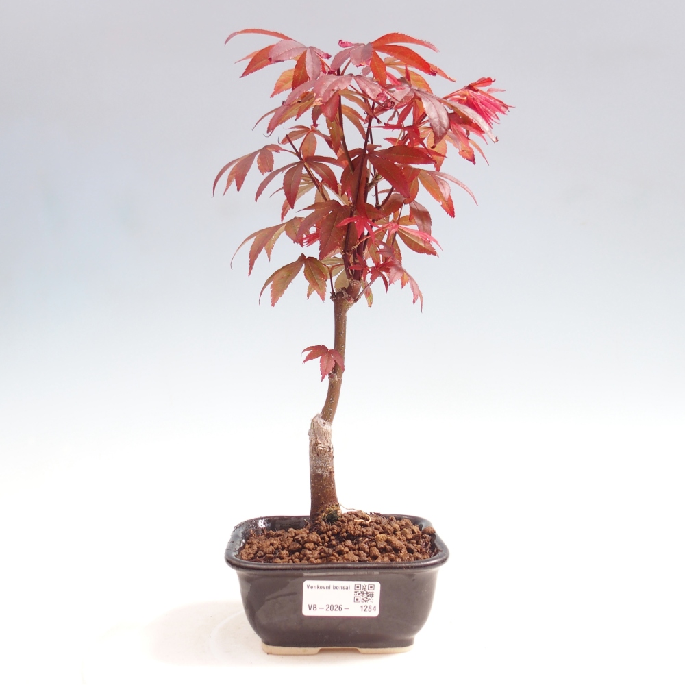 Bonsai voor buiten - Acer palm. Atropurpureum-Javorpalm