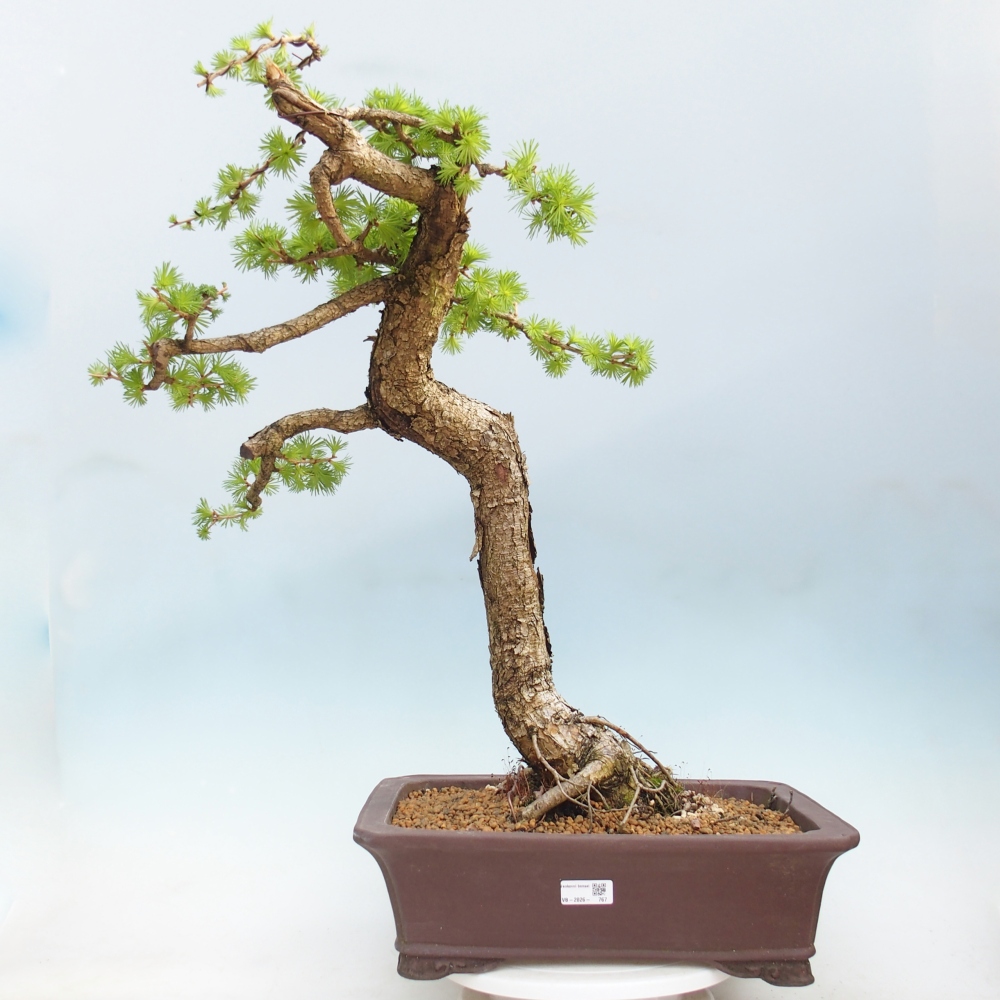Bonsai voor buiten -Larix decidua - Lariks