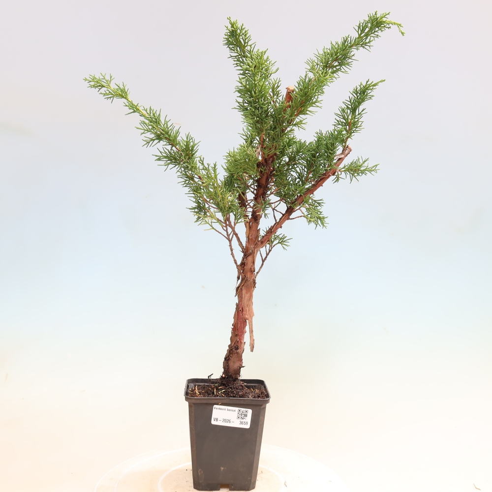 Bonsai voor buiten - Juniperus chinensis Kishu