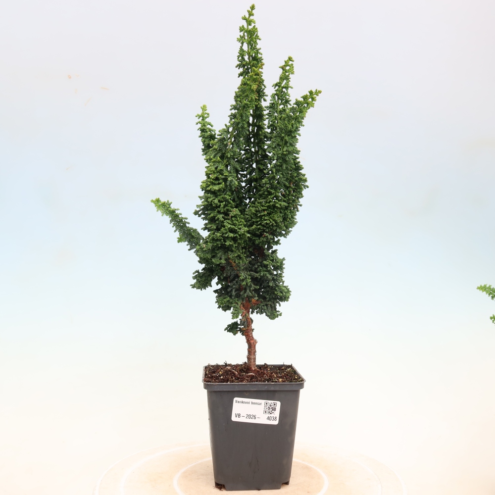 Bonsai voor buiten - Cham. obtusa SEKKA HINOKI - Cipres