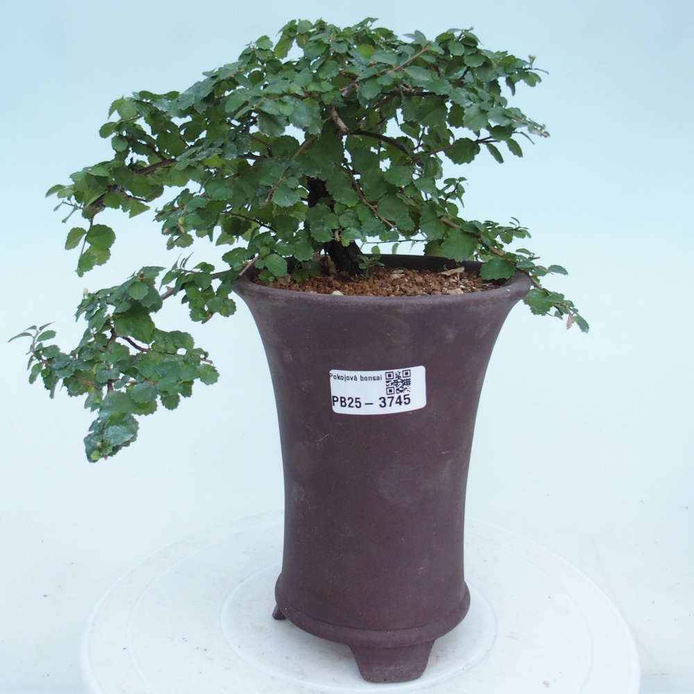 Kamerbonsai - Grewia sp. - Grewia malafolia