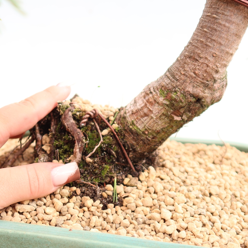 Bonsai voor buiten - Pinus mugo Humpy  - Bergden