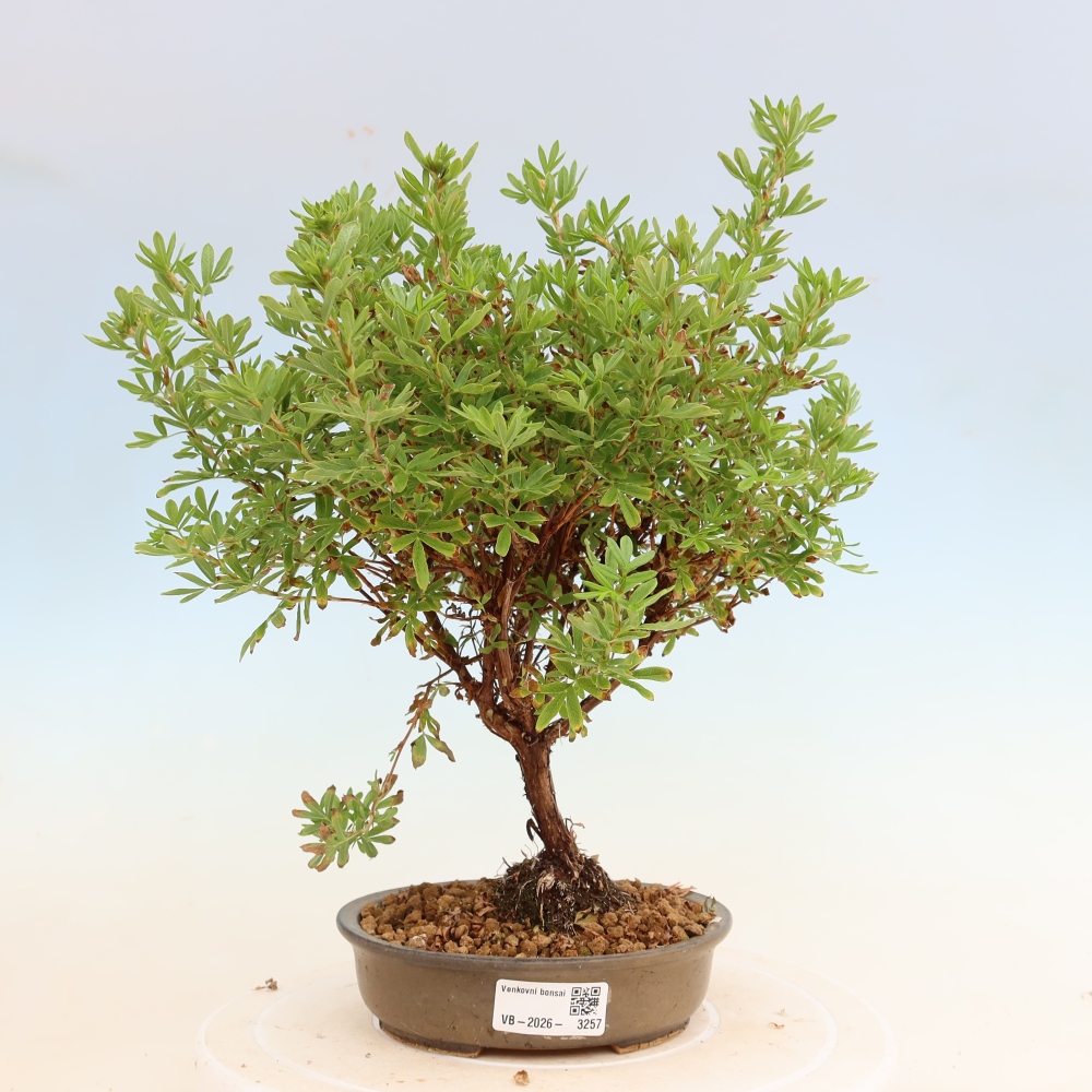 Buitenbonsai – Struikachtige Potentilla – Potentilla fruticosa Bellissima