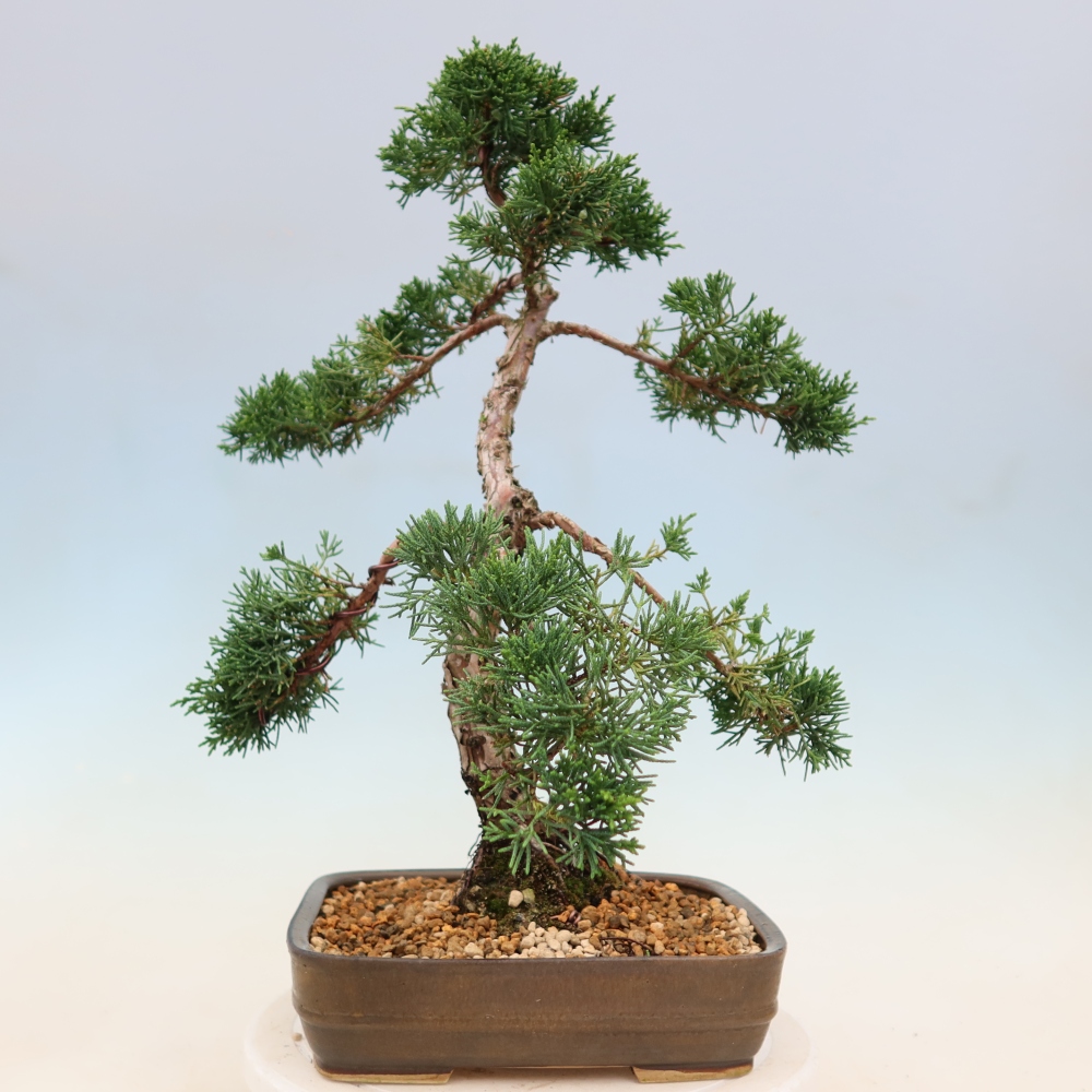 Bonsai voor buiten - Juniperus chinensis Kishu