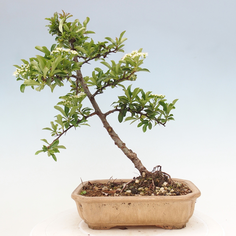 Bonsai-Pyracantha Teton voor buiten -Hlox