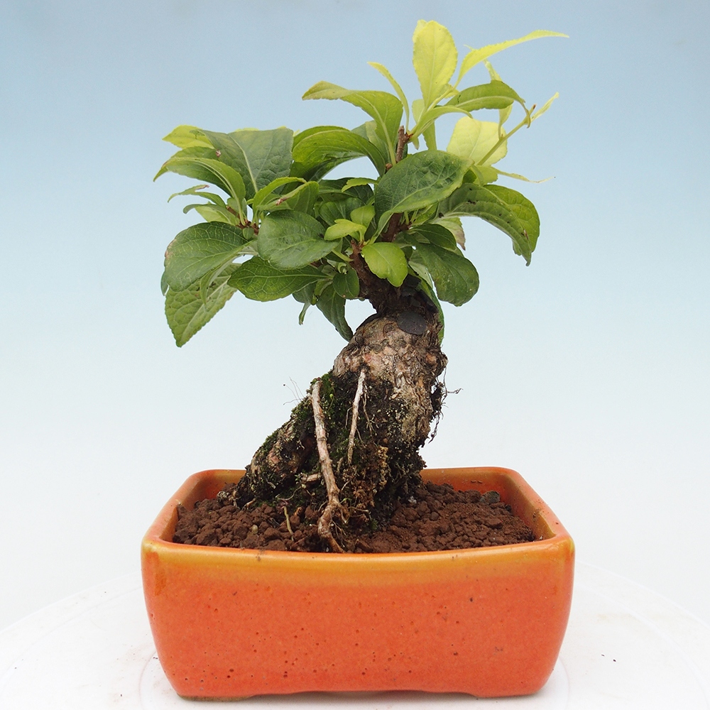 Bonsai voor buiten - Celastrus orbiculatus