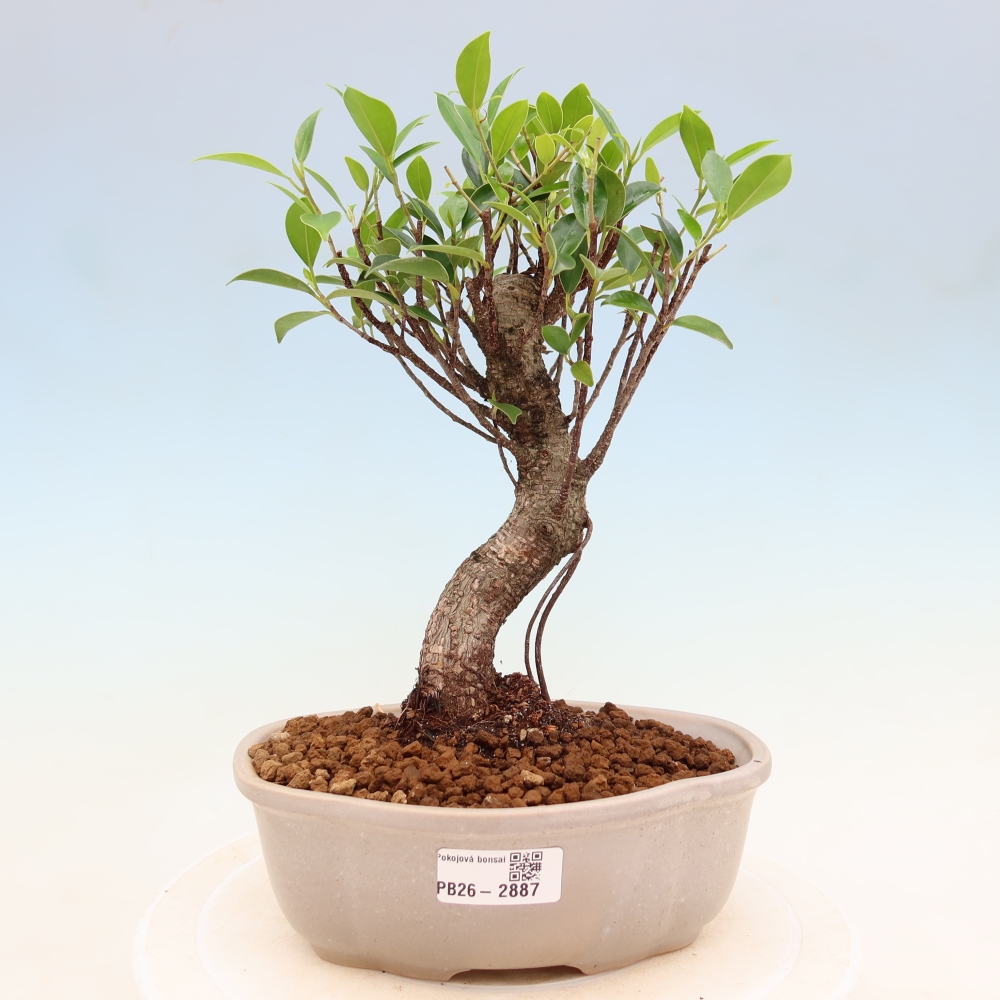 Kamerbonsai - Ficus kimmen - kleinbladige ficus