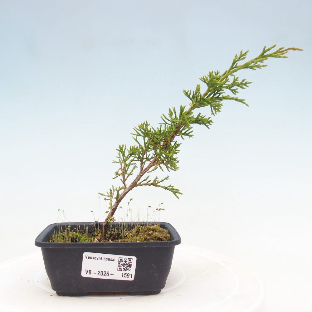 Bonsai voor buiten - Juniperus chinensis Itoigawa