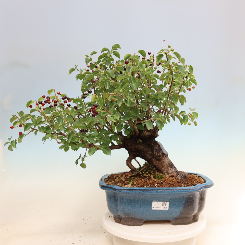 Bonsai voor buiten - Mahalebka - Prunus mahaleb