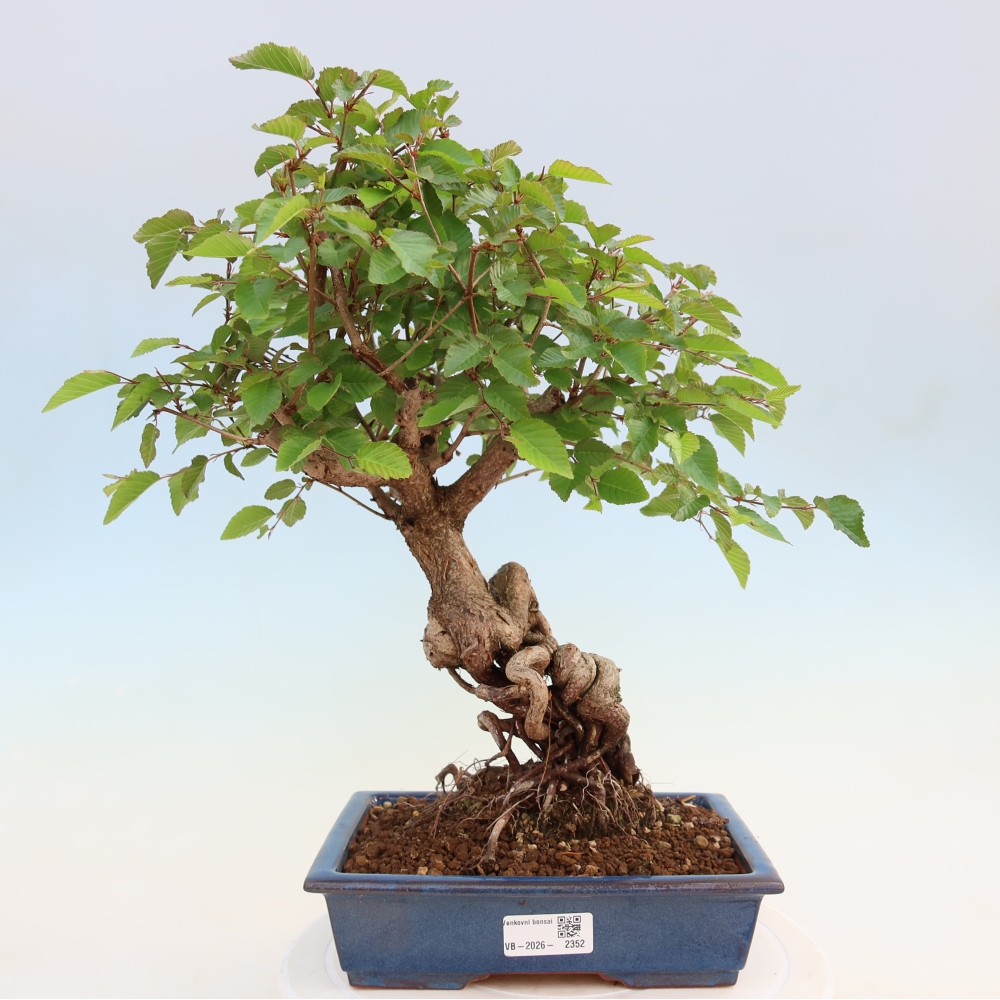 Bonsai voor buiten -Carpinus Coreana - Koreaanse haagbeuk